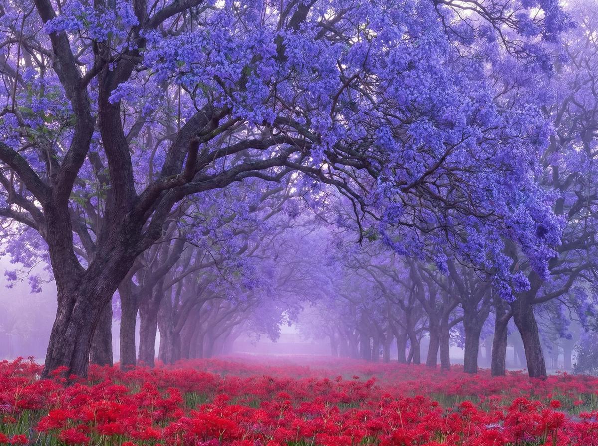 少女萝莉蓝花楹视频